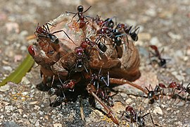 Ants eating cicada, jjron 22.11.2009.jpg