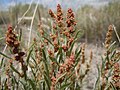 Atriplex gardneri var. falcata