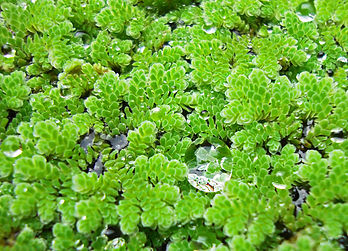 Azolla caroliniana, fougère aquatique flottante. (définition réelle 2 558 × 1 842)