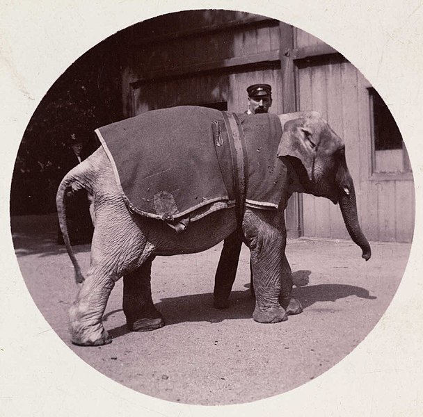 File:Baby elephant at the zoo (2781021952).jpg