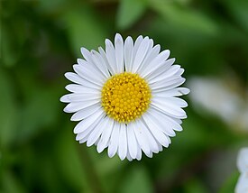 Соцветие маргаритки многолетней (Bellis perennis)