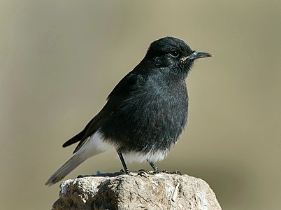 Pietrar negru de stâncă (Oenanthe leucura)