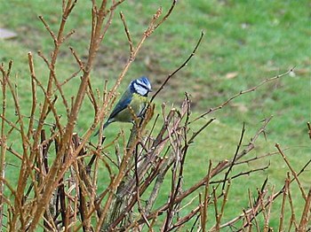 English: Bluetit One of the many species of wi...