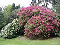 A large rhododendron bordering a clearing