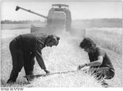 Bundesarchiv Bild 183-R0720-0015, LPG Großdobritz, Ernte, Verlustprüfung.jpg