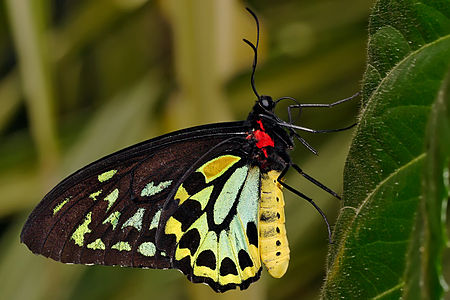 Ornithoptera euphorion, by Fir0002