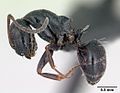 Miniatura per Camponotus piceus