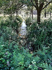 Canal de Ceyrolles à proximité immédiate de la lagune de Tirelagüe