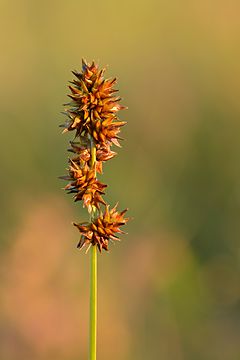 Description de l'image Carex muricata - siiltarn Keilas.jpg.