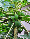 Carica papaya 22 08 2012.JPG