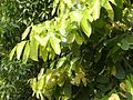 Větve Castanopsis indica