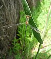 Chalcolestes viridis Weidenjungfer