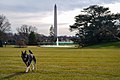 Major no gramado da Casa Branca em janeiro de 2021.