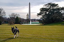 Major on the White House lawn in January 2021.