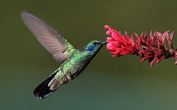 Un colibri thalassin. Les oiseaux-mouches sont principalement nectarivores et capables de battre des ailes dix fois par seconde en produisant un vrombissement caractéristique. La particularité de leur squelette leur permet de voler sur place ou même en arrière. (définition réelle 2 112 × 1 320)