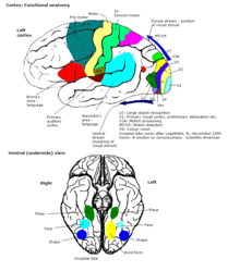 Some functional areas of cortex Constudproc.png