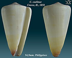 Description de l'image Conus coelinae 1.jpg.