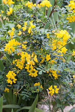 Helonivelvirna (Coronilla valentina)