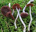 Silberstieliger Gürtelfuß (Cortinarius tortuosus)