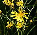 Marsh hawksbeard