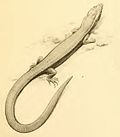 Miniatura para Cricosaura typica