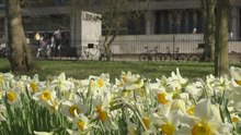 File:Daffodils in George Square (Source).webm