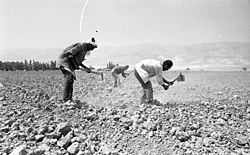פלאחים מעבדים את אדמות עמק אל-בוקיעה בשנת 1969
