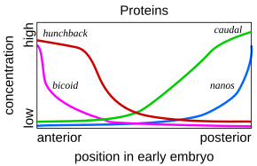 Gene product distributions along the long axis of the early embryo of a fruit fly Drosophila early embryo protein gradients.svg