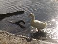 A duck at Narrabeen Lake