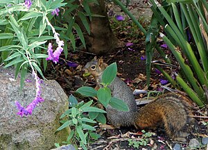 Backyard fox squirrel searching for a location to bury its acorn, in Berkeley, California