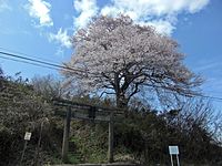 春の種蒔き桜