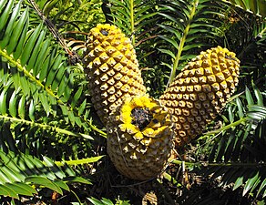 Encephalartos natalensis