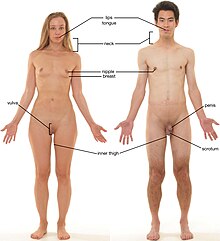 A chart of human erogenous zones Erogenous zones of an adult female and adult male.jpg