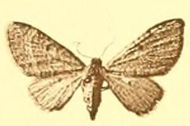 Eupithecia addictata