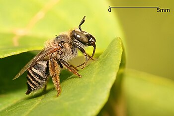 Anthophora sp. bee