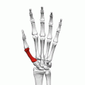 First metacarpal bone of the left hand (shown in red). Animation.