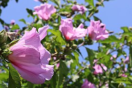 Common hibiscus of St. Patrick Cemetery, Upper Brookville