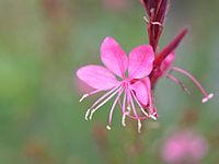 Fleur de Gaura lindheimeri rose.