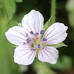 ゲンノショウコ、花の色は紅紫色-白色（伊吹山、2015年9月14日）