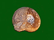 Goniatites bohemicus from Bavaria