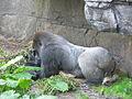 Western Lowland Gorilla (Gorilla gorilla gorilla)