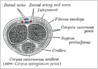 Cross section showing the two corpora cavernosa near the top surface of the penis, and the corpus spongiosum surrounding the urethra near the bottom surface. Gray1155 a.png