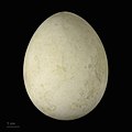 Egget til Haliaeetus albicilla groenlandicus