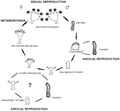 April 23: lifecycle of Haliclystus antarcticus