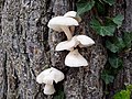 Pleurotus ostreatus var. florida