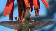 File:Hummingbird.ogv