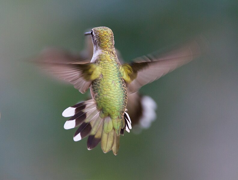 File:Hummingbird Aerodynamics of flight.jpg