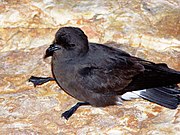 Paíño común (Hydrobates pelagicus).