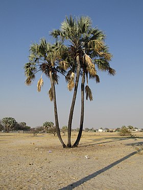 Makalani-Palme (Hyphaene petersiana) in Oniipa