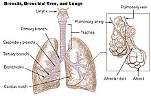 Air enters and leaves the lungs via a conduit of cartilaginous passageways—the bronchi and bronchioles.